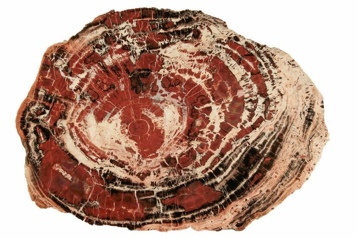 Red & Black Petrified Wood (Araucarioxylon) Round - Arizona #195116